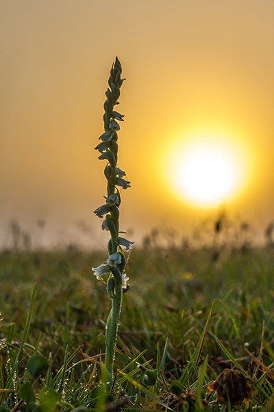 Spiranthes spiralis